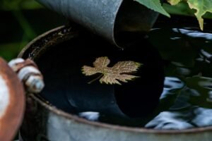 maple leaf, water barrel, nature, autumn leaves, water barrel, water barrel, water barrel, water barrel, water barrel