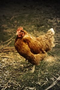 hen, chicken, farmyard, female chicken, fowl, bird, animal, poultry, farm, nature, farm animal, landfowl, hen, hen, hen, chicken, chicken, chicken, chicken, chicken