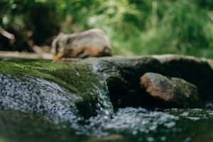 Peaceful stream flowing over rocks in a lush forest setting, capturing nature's serenity.