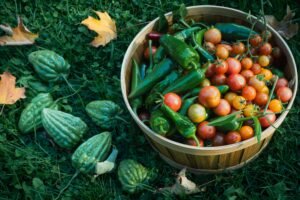 A bountiful basket of freshly picked tomatoes and peppers in a green garden during fall.