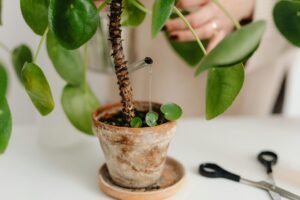 Close-up of watering a potted plant using a drip method on a white surface.